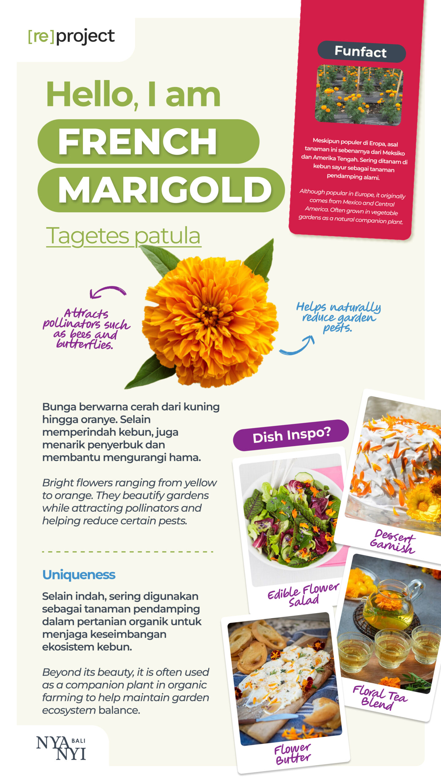 French Marigold Nyanyi Bali Hero