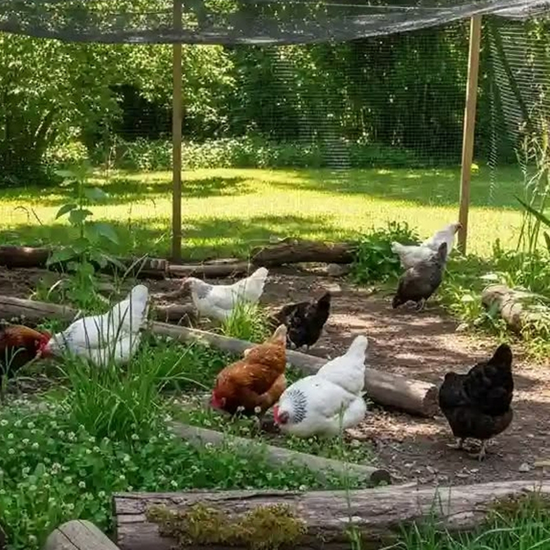 Cage-Free Eggs Chicken Tour