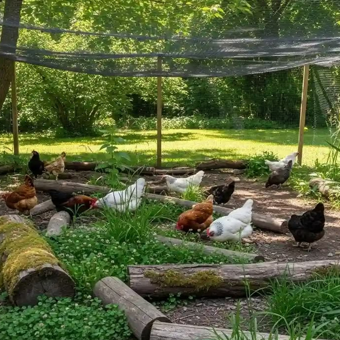 Discovery Tour Cage Free Farm