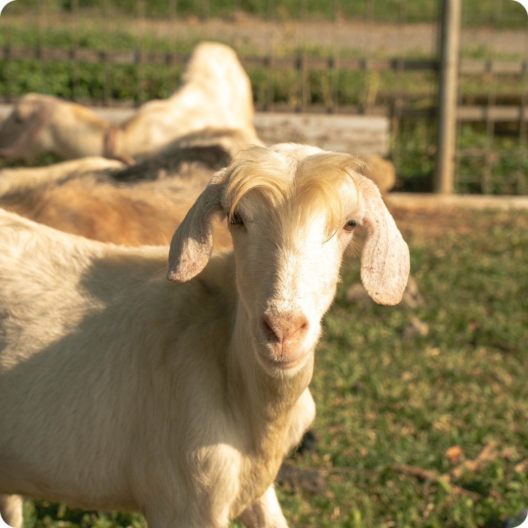 Kambing Gembrong Tour