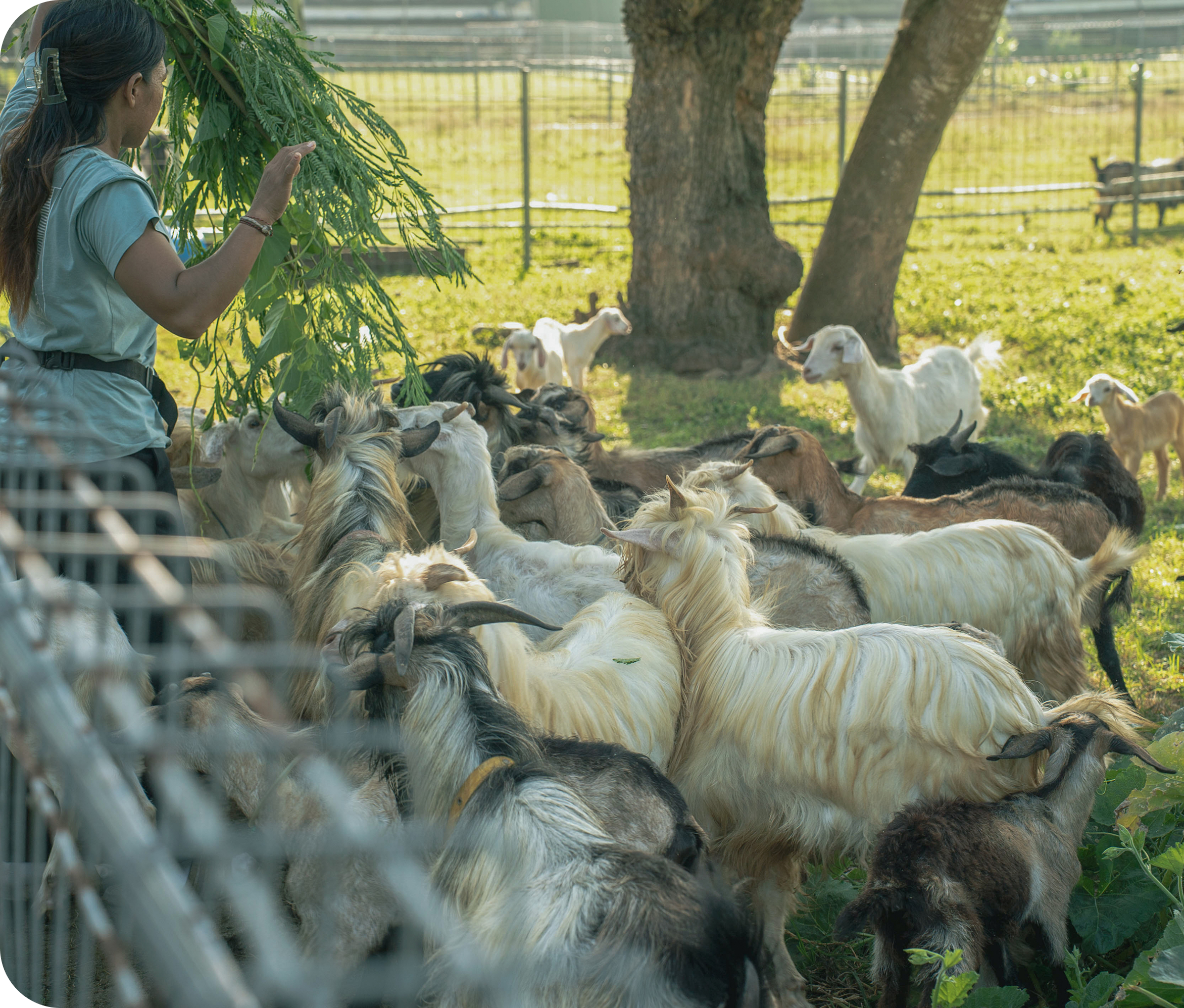 Kambing Gembrong Tour Duplicated