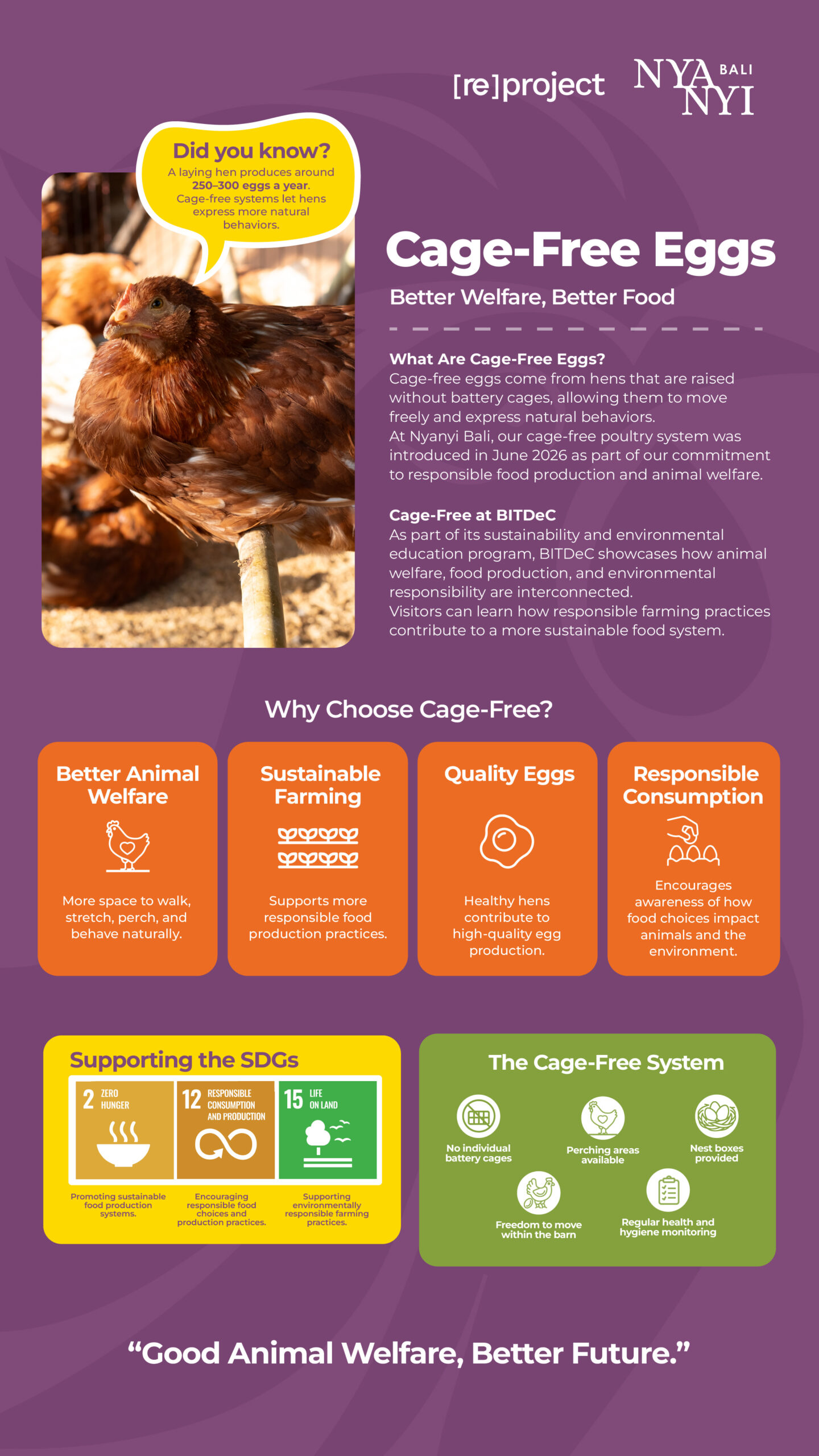 Cage Free Eggs