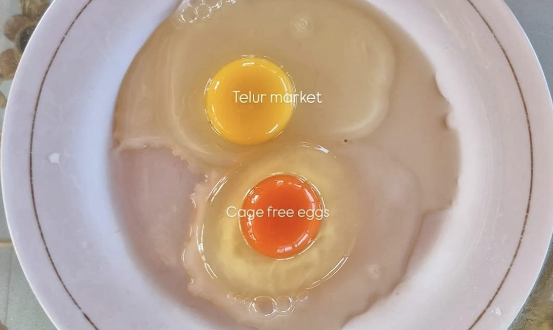 Happy Eggs
